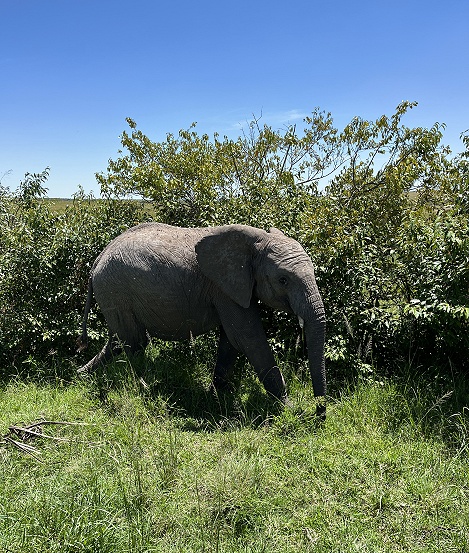 Elefant, in der Masa Mara