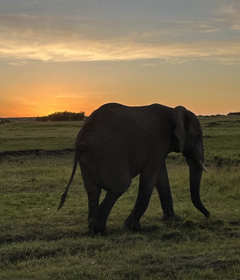 Elefant