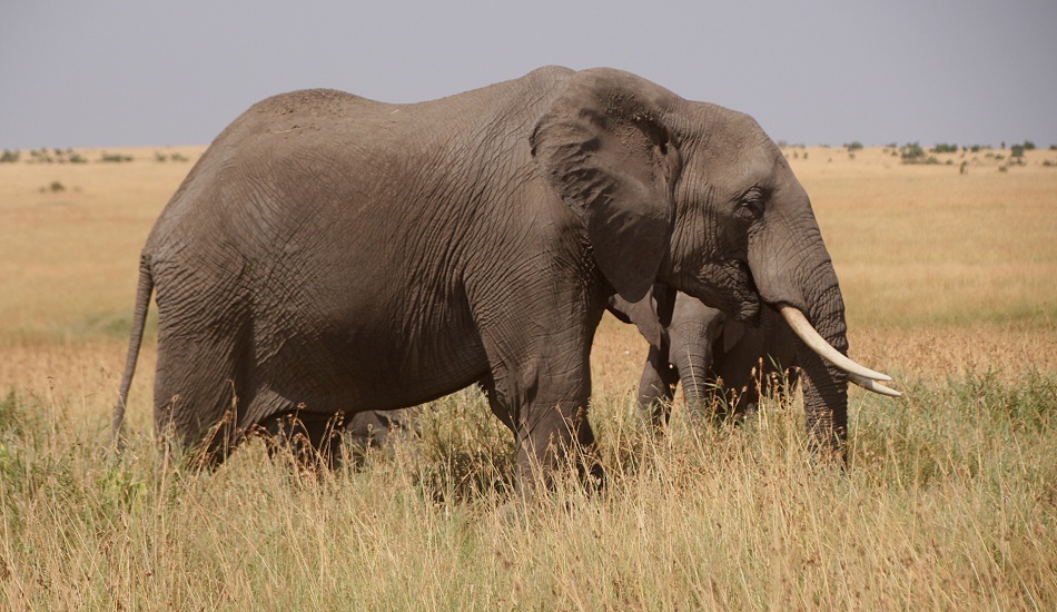 Elefant