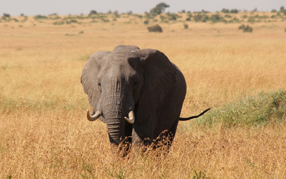 Elefant in der Savanne