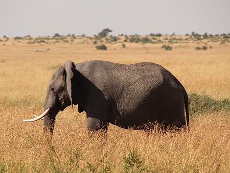 Elefant in der Savanne