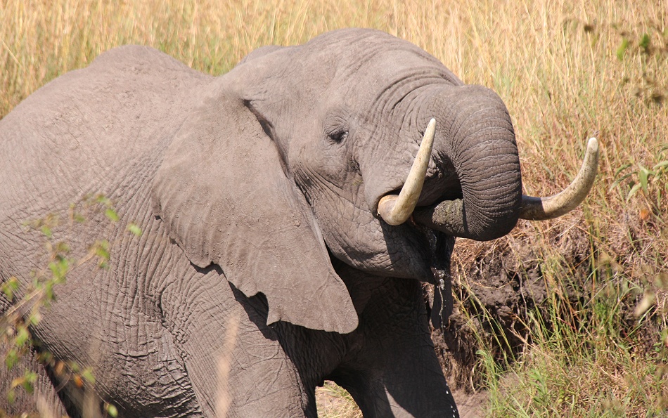 Elefant in der Savanne