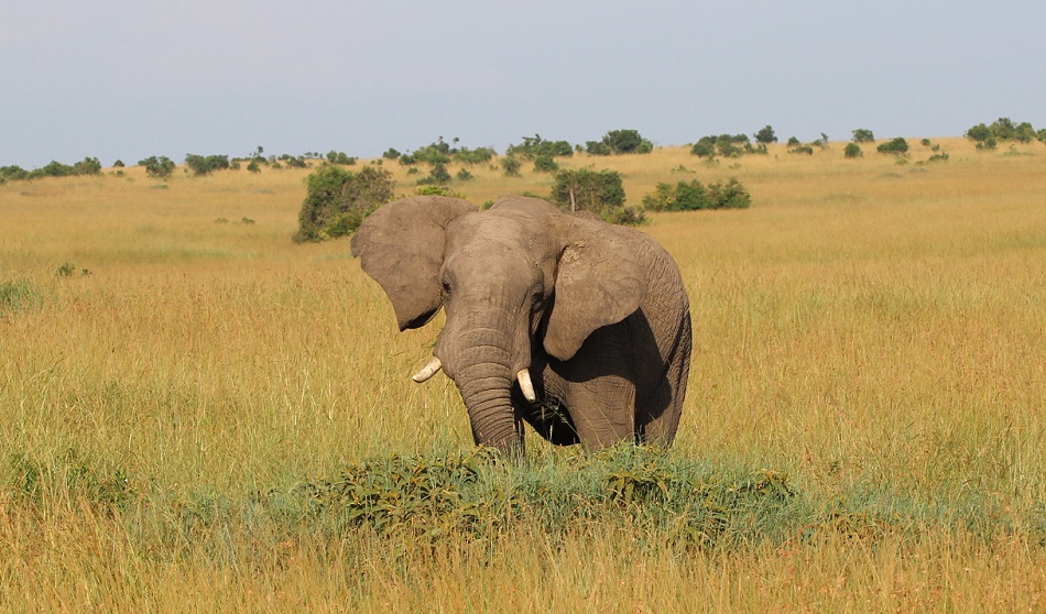 Elefant in der Masai Mara