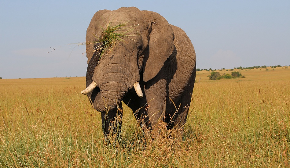 Elefant in der Masai Mara