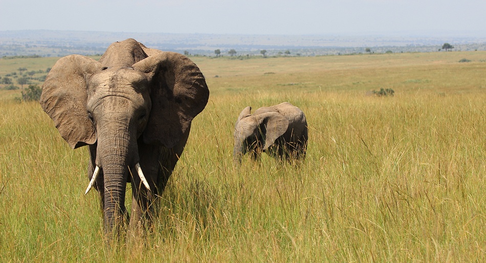 Elefanten in der Masai Mara