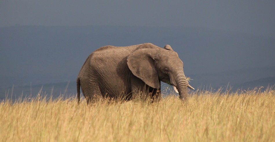 Elefant vor Regenfront in der Masai Mara