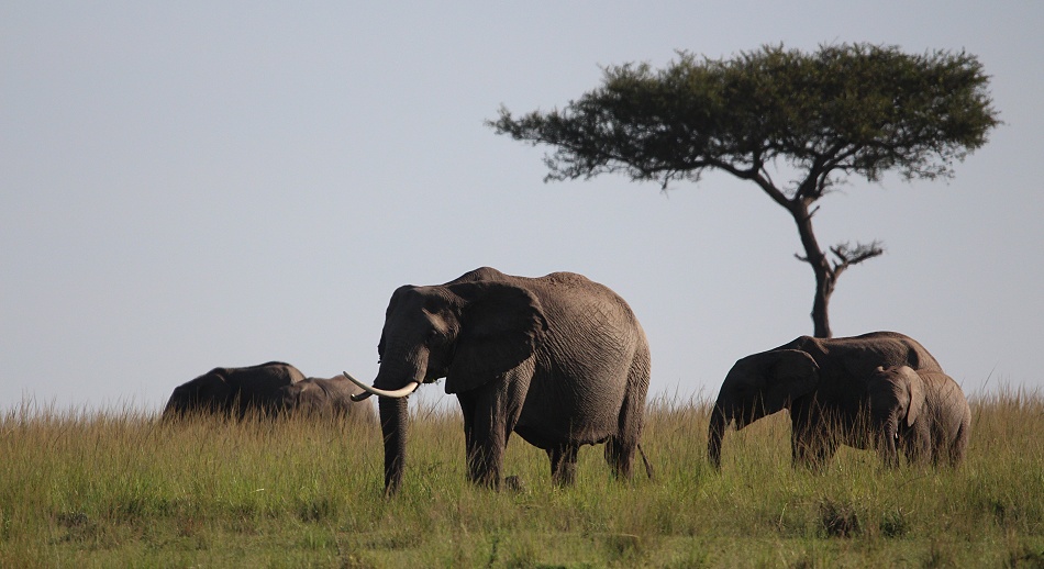 Elefanten in der Masai Mara