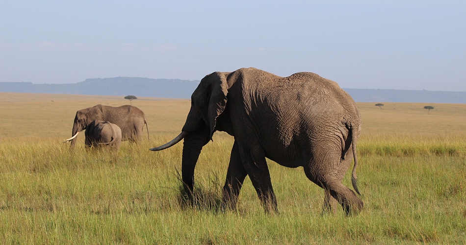 Elefanten in der Masai Mara