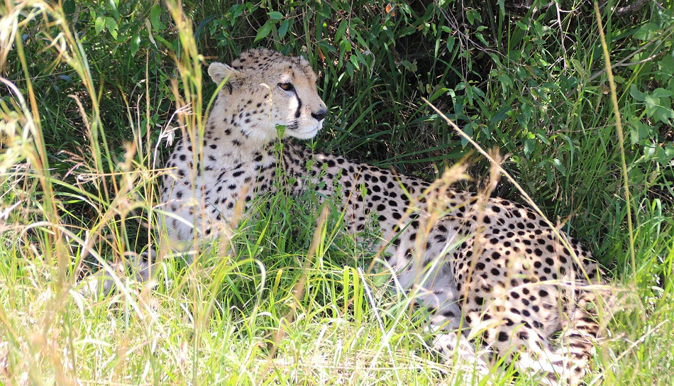 die älteste Gepardin der Masai Mara, Nora