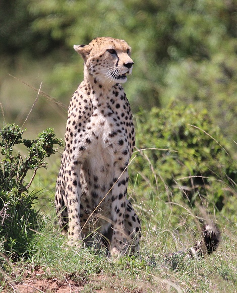 ältetste Geparden Weibchen in der Masai Mara, Nora