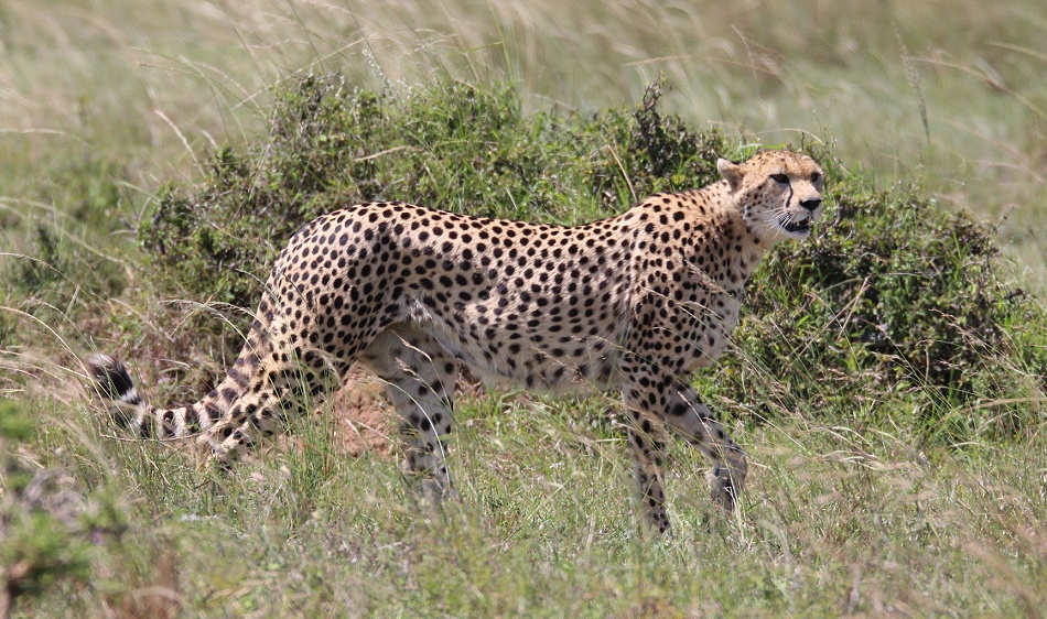Geparden Mannchen und Weibchen treffen sich, Masai Mara, Nora