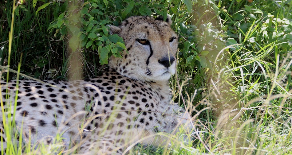 ältetste Geparden Weibchen in der Masai Mara, Nora