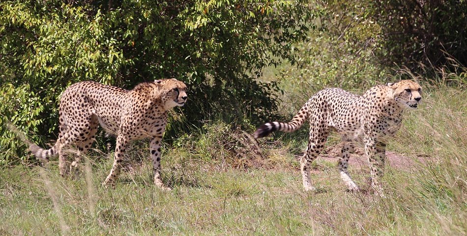 Geparden Mannchen und Weibchen treffen sich, Masai Mara, Oloti + Nora
