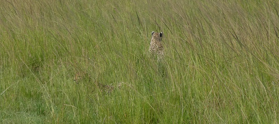 Geparden Mannchen und Weibchen treffen sich, Masai Mara, Oloti + Nora