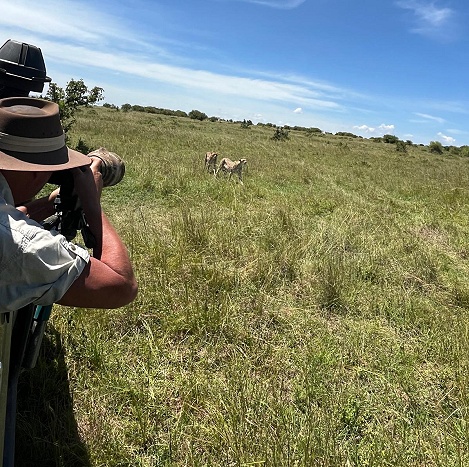 Geparden Mannchen und Weibchen treffen sich, Masai Mara, Oloti + Nora