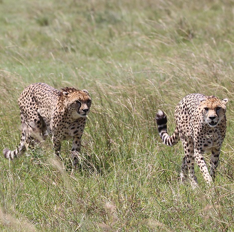 Geparden Mannchen und Weibchen treffen sich, Masai Mara, Oloti + Nora