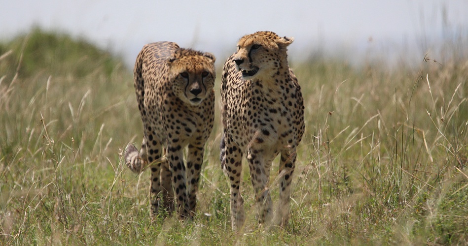 Geparden Mannchen und Weibchen treffen sich, Masai Mara, Oloti + Nora