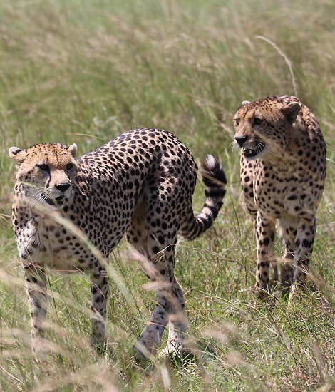 Geparden Mannchen und Weibchen treffen sich, Masai Mara, Oloti + Nora