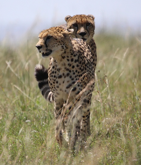 Geparden Mannchen und Weibchen treffen sich, Masai Mara, Oloti + Nora