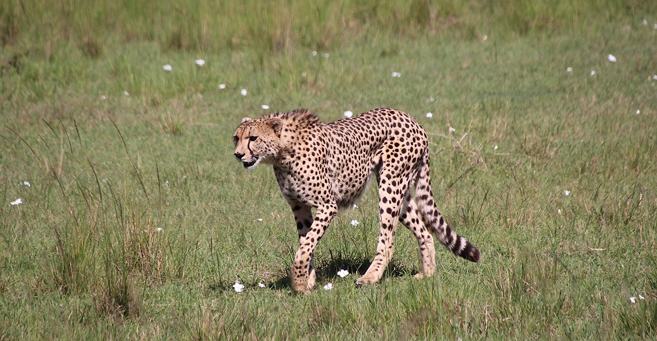 Geparden Männchen in der Masai Mara, Oloti