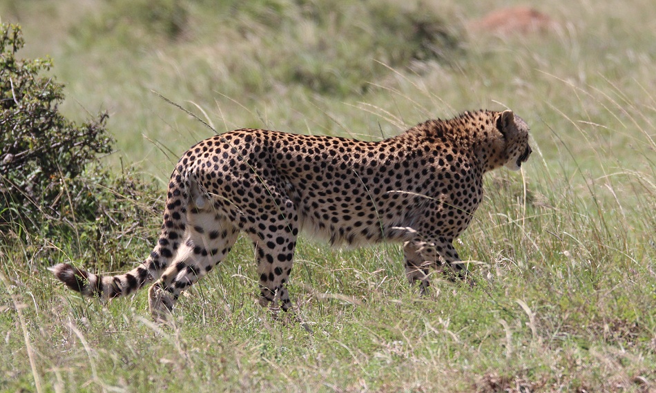 Geparden Mannchen und Weibchen treffen sich, Masai Mara, Oloti