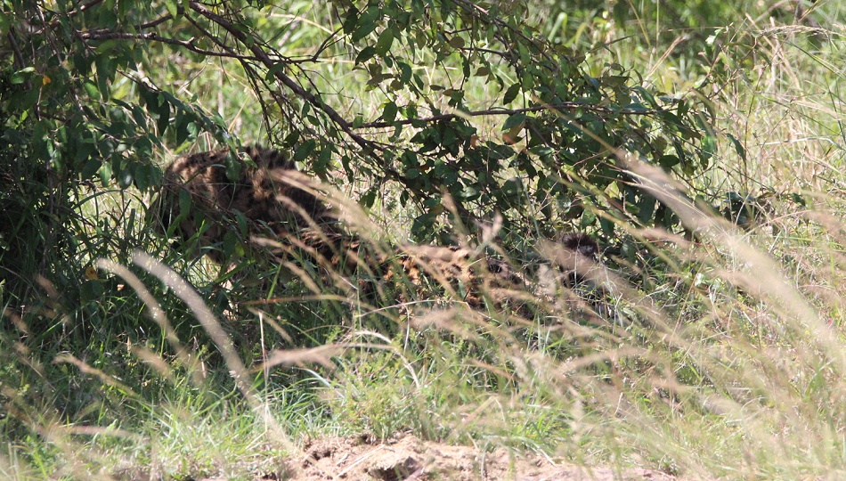 Gepard, Oloti