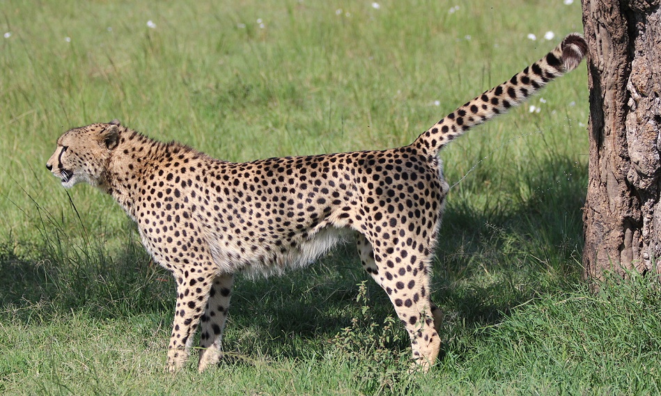 Geparden Männchen in der Masai Mara, Oloti