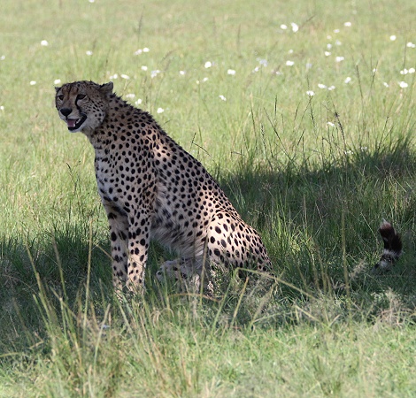 Geparden Männchen in der Masai Mara, Oloti