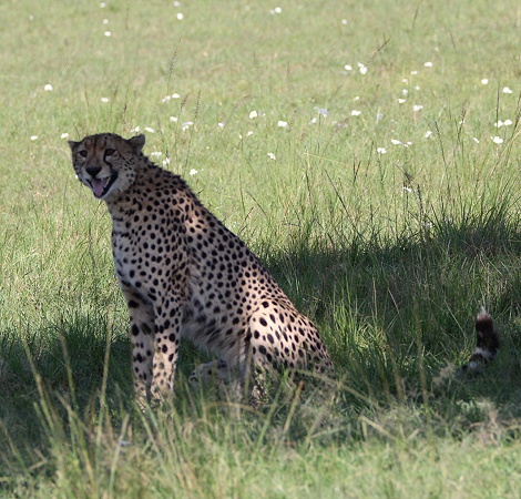 Geparden Männchen in der Masai Mara, Oloti