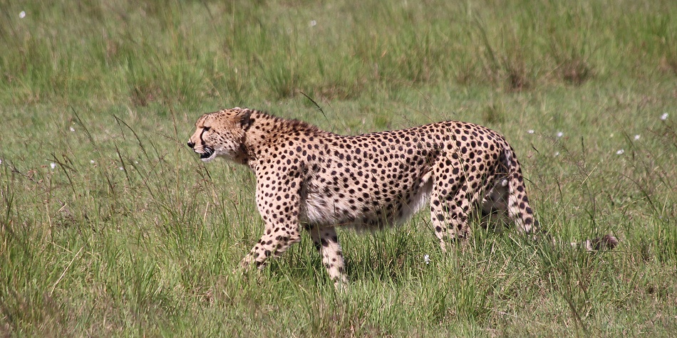 Geparden Männchen in der Masai Mara, Oloti