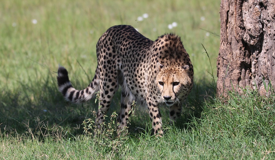 Geparden Männchen in der Masai Mara, Oloti