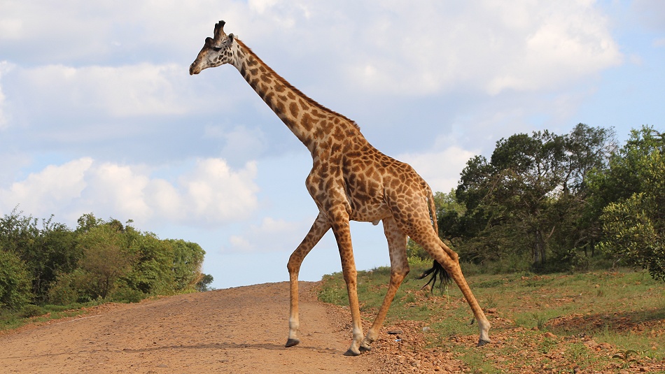 Masai Mara; Masai Giraffe