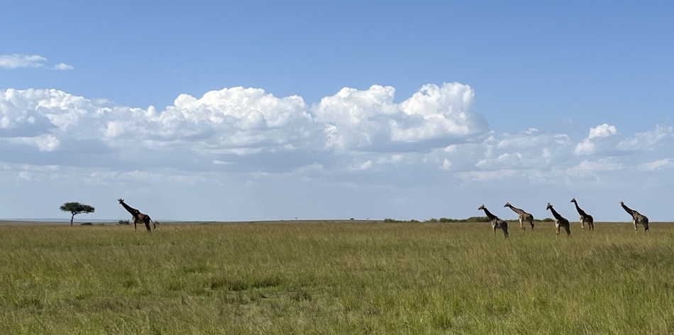 Masai Giraffen