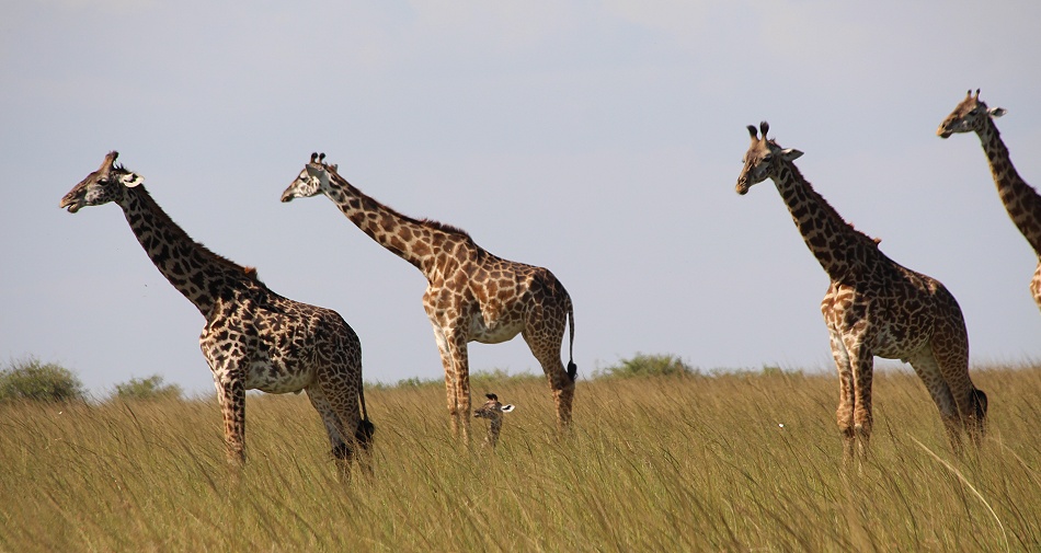 Masai Giraffen