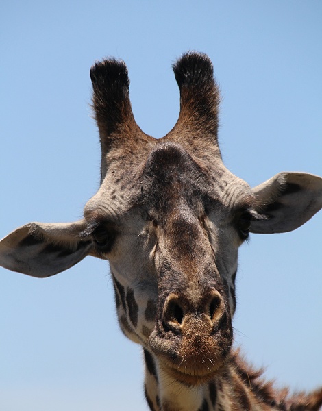 Masai Giraffen