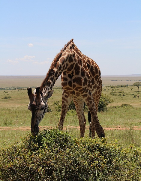 Masai Giraffen