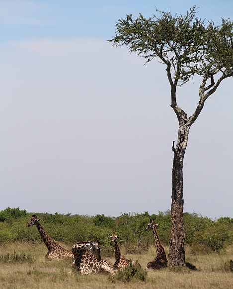 Masai Giraffen