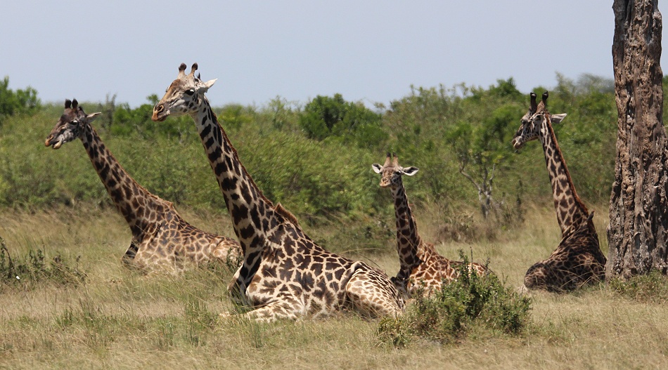 Masai Giraffen