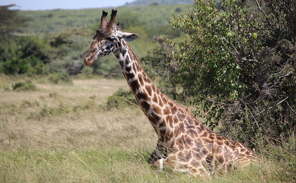 Masai Giraffe