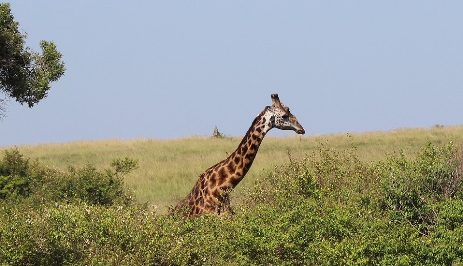 Buschfrühstück in der Masai Mara, Giraffe beobachtet uns