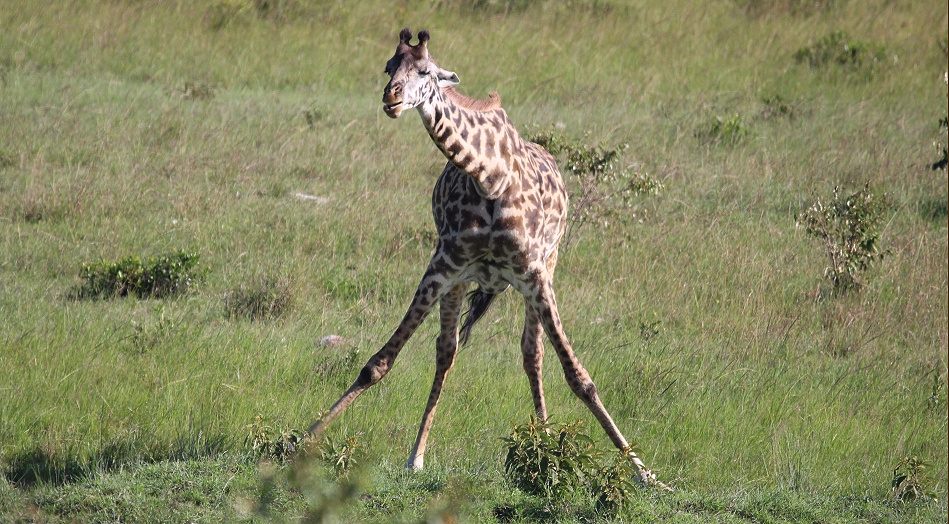 Masai Giraffe