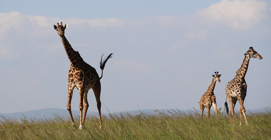 Masai Giraffen in der Mara