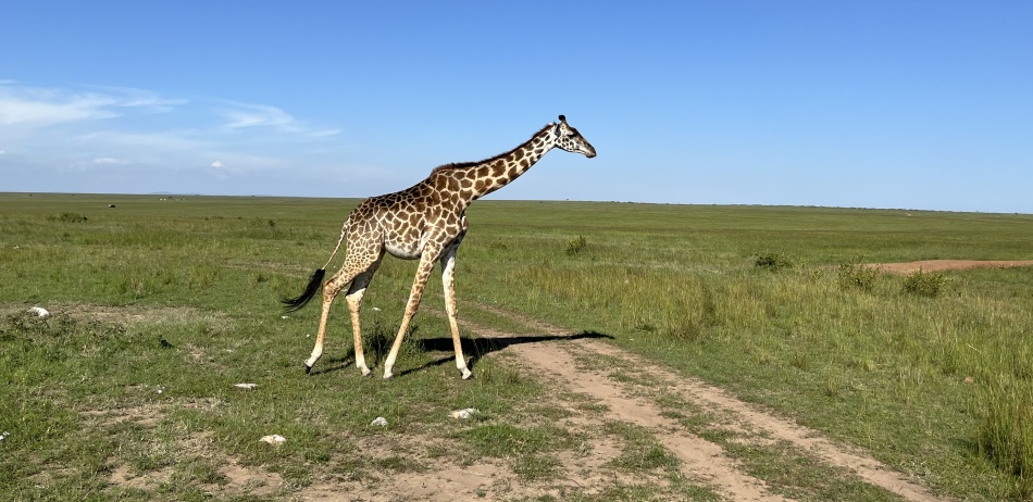 Masai Giraffen in der Mara