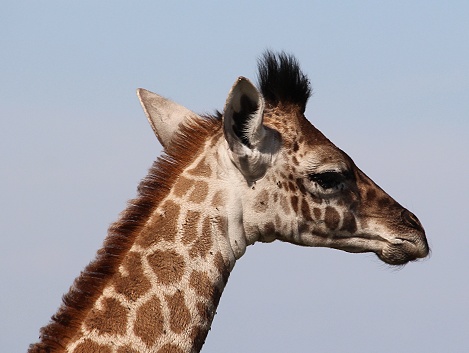 Masai Giraffen in der Mara