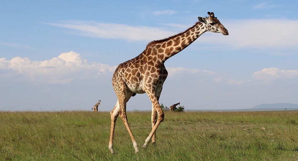 Masai Giraffen in der Mara
