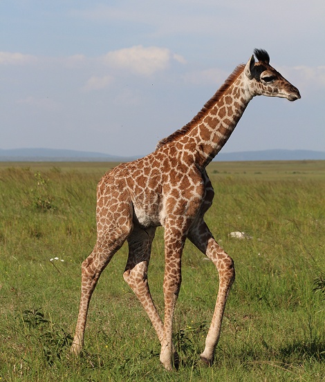 Masai Giraffen in der Mara