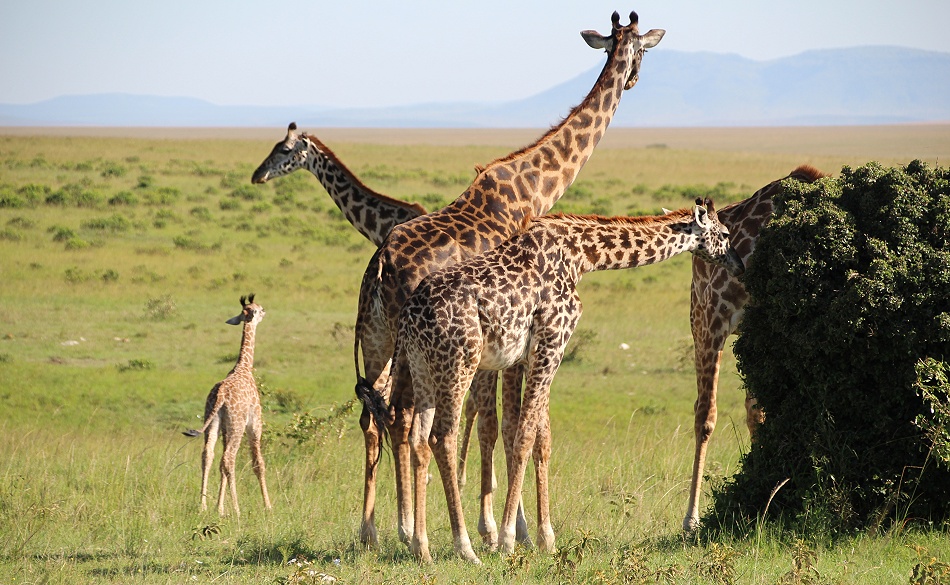 Masai Giraffen in der Mara