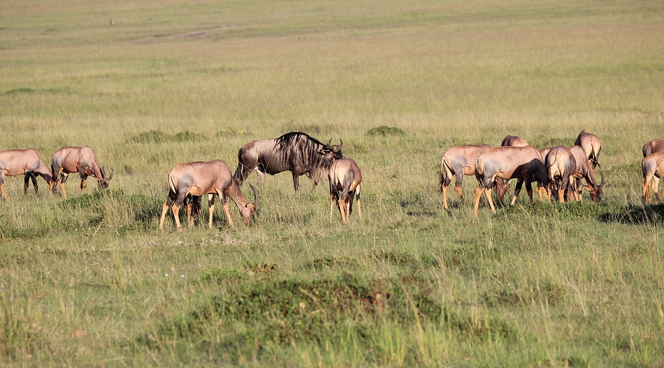 Gnu ziwschen Topis