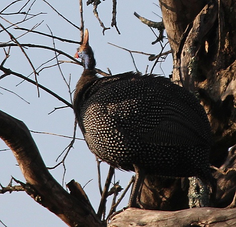 Helmperlhuhn