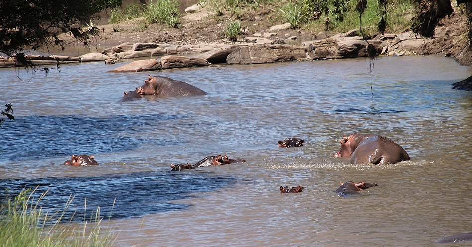 Flussperde im Ntiakatek Fluss, Masai Mara